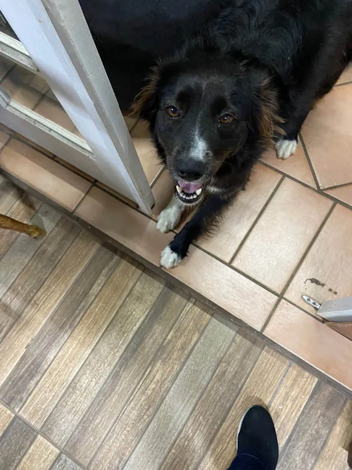 Cachorro ra a Mistura de border Coli c/?  idade 3 anos nome Kaka