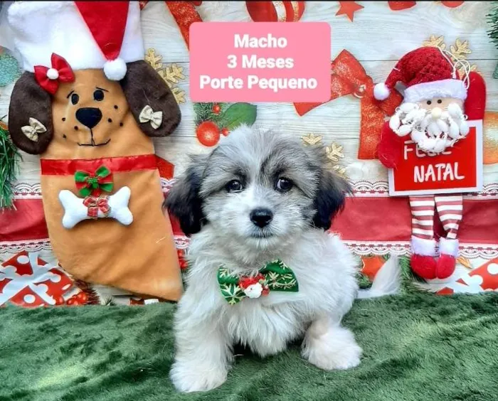 Cachorro raça Shitsu  idade 2 a 6 meses nome Teozinho