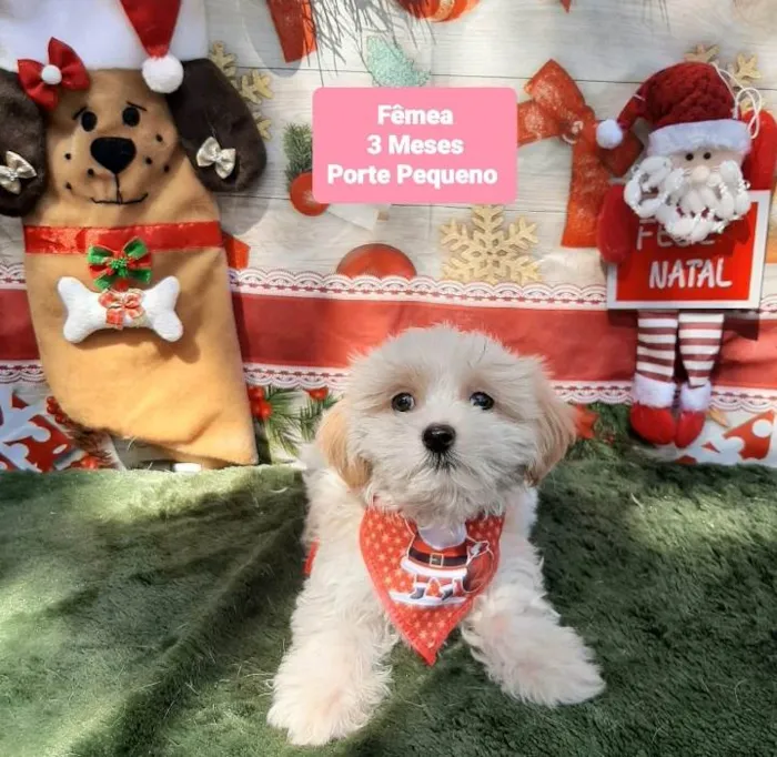 Cachorro raça Shitsu  idade 2 a 6 meses nome Loren