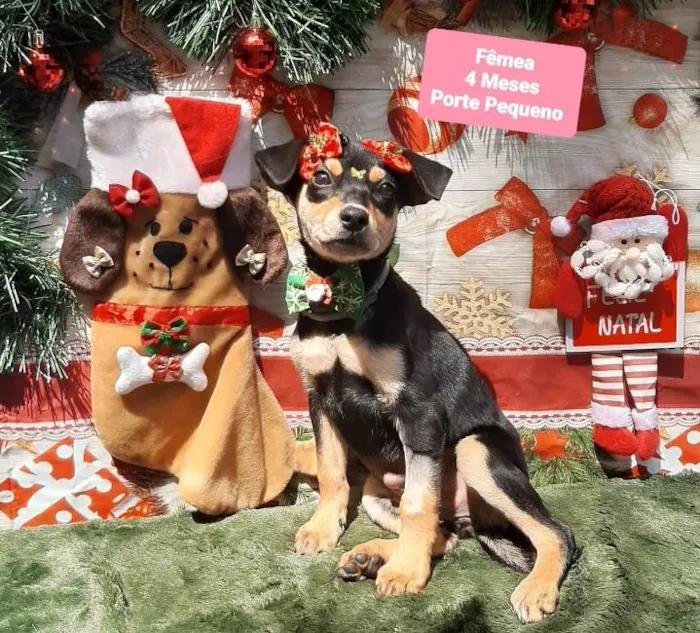 Cachorro raça Srd idade 2 a 6 meses nome Fiona 