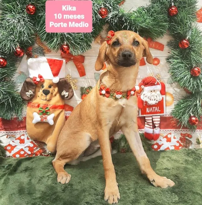 Cachorro raça Srd idade 7 a 11 meses nome Kika