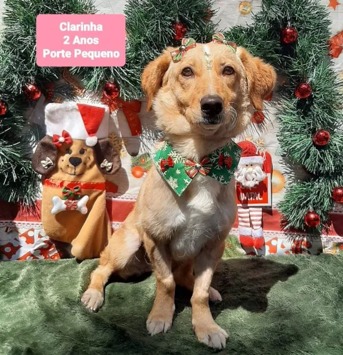 Cachorro raça Srd idade 2 anos nome Clarinha 