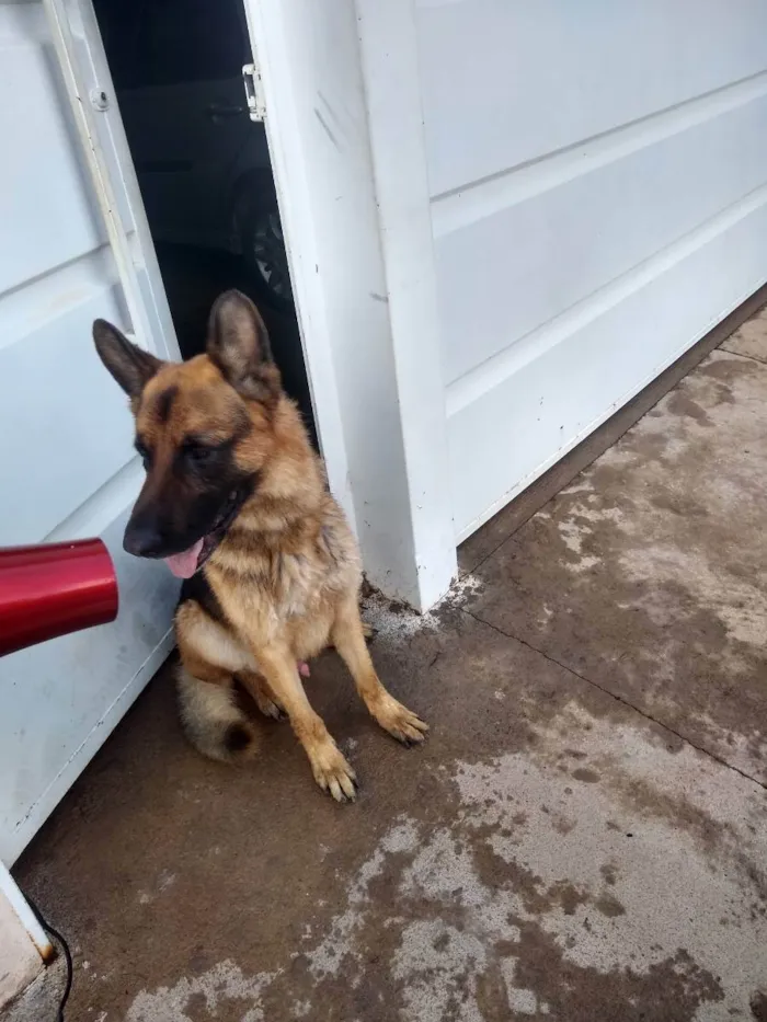 Cachorro ra a Pastor Alemão  idade 5 anos nome Thor 