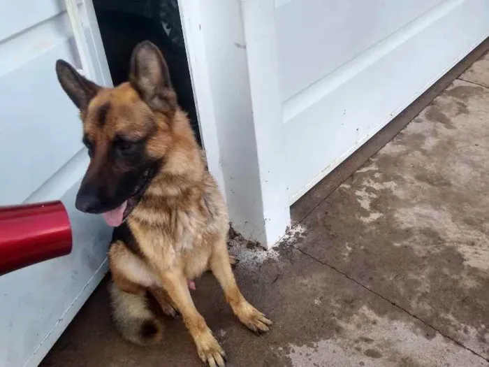 Cachorro ra a Pastor Alemão  idade 5 anos nome Thor 