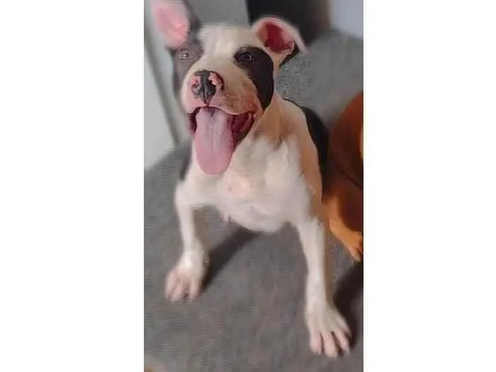 Cachorro ra a Pitbull  idade 2 a 6 meses nome Apolo 