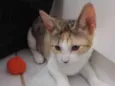 Catarina 