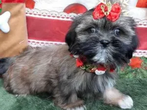 Cachorro raça Shitsu  idade 2 a 6 meses nome Leya 