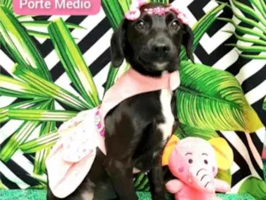 Cachorro raça Srd idade 7 a 11 meses nome Cristal
