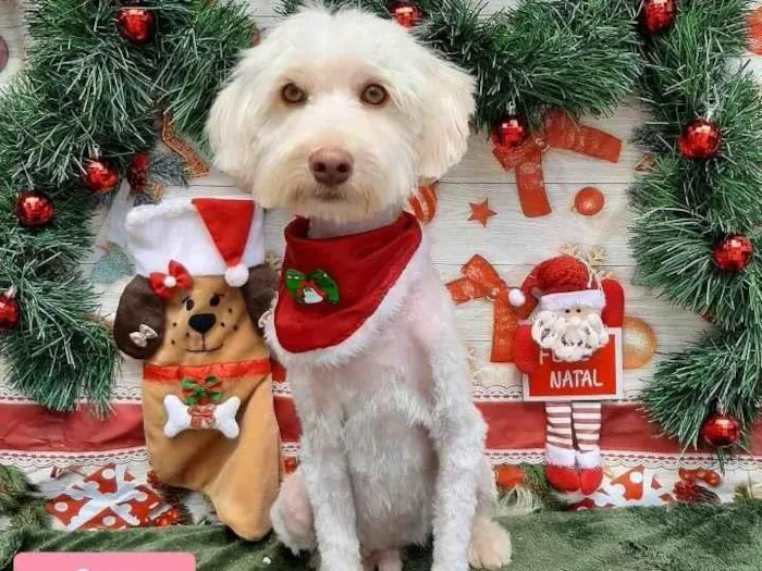 Cachorro raça Srd idade 1 ano nome Snow 