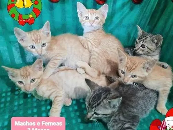 Gato raça Srd idade 2 a 6 meses nome Filhote 