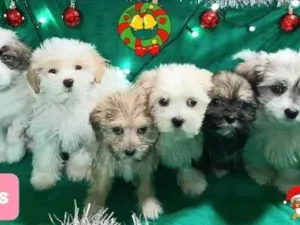 Cachorro raça Shitsu  idade 2 a 6 meses nome Shitsu 