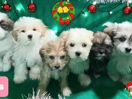 Cachorro raça Shitsu  idade 2 a 6 meses nome Shitsu 