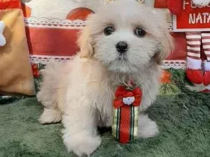 Cachorro raça Shitsu  idade 2 a 6 meses nome Dolg