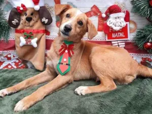 Cachorro raça Srd  idade 2 a 6 meses nome Fred