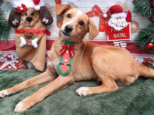 Cachorro raça Srd  idade 2 a 6 meses nome Fred