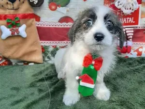 Cachorro raça Shitsu  idade 2 a 6 meses nome Noaah