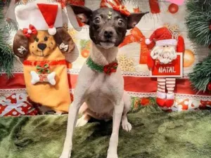 Cachorro raça Pinscher idade 1 ano nome Nina 
