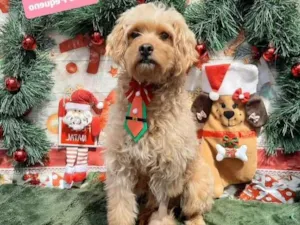 Cachorro raça Srd idade 2 anos nome Mario