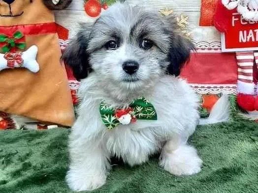 Cachorro raça Shitsu  idade 2 a 6 meses nome Teozinho