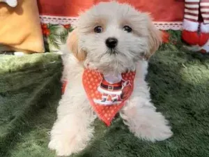 Cachorro raça Shitsu  idade 2 a 6 meses nome Loren