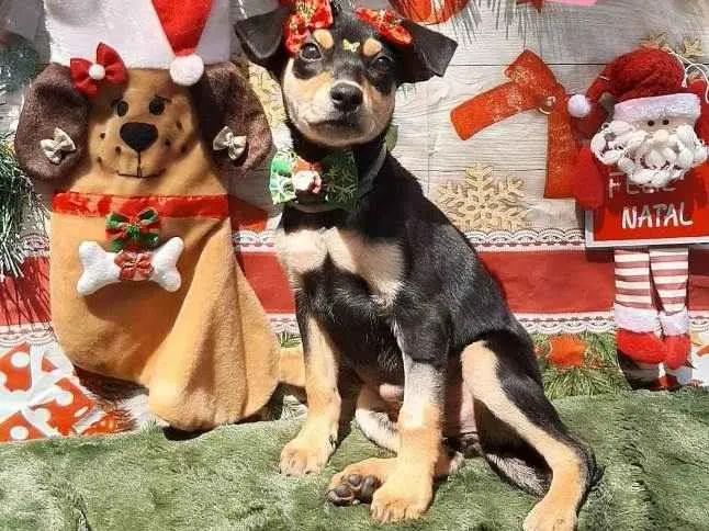 Cachorro raça Srd idade 2 a 6 meses nome Fiona 