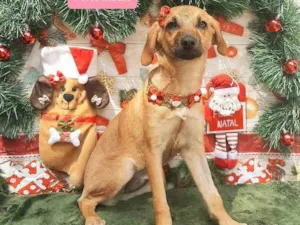 Cachorro raça Srd idade 7 a 11 meses nome Kika