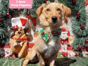 Cachorro raça Srd idade 2 anos nome Clarinha 