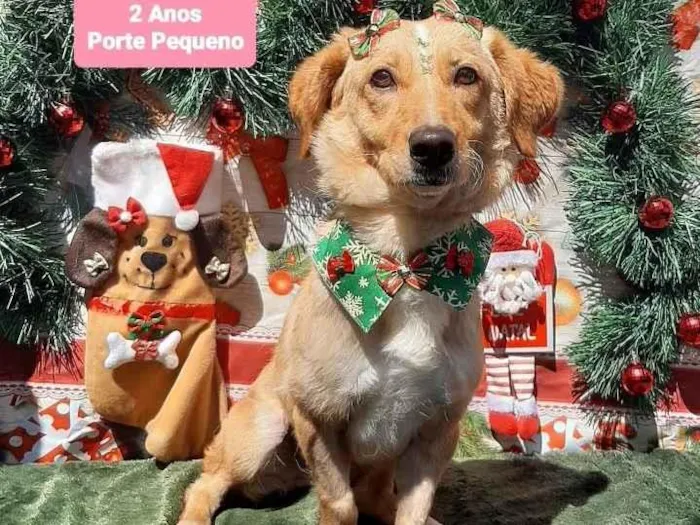 Cachorro raça Srd idade 2 anos nome Clarinha 