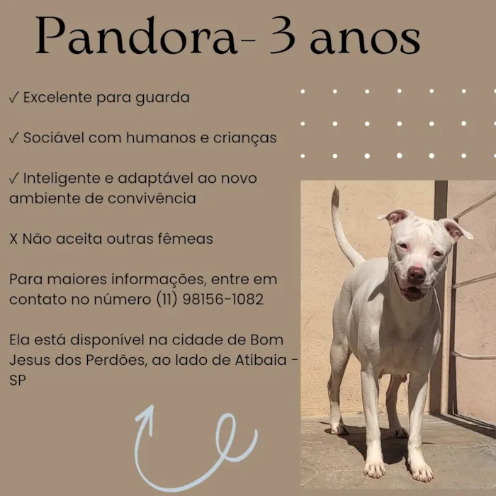 Cachorro ra a Pitbull idade 3 anos nome Pandora