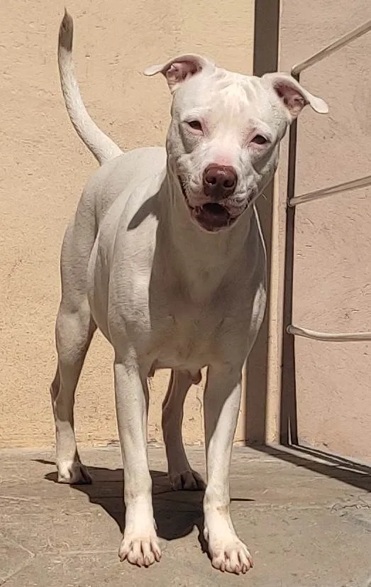 Cachorro ra a Pitbull idade 3 anos nome Pandora