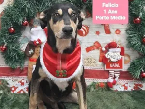 Cachorro raça Srd idade 1 ano nome Felicio 