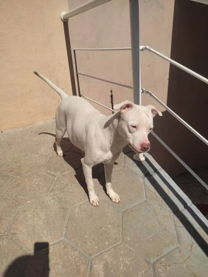 Cachorro ra a Pitbull idade 3 anos nome Pandora