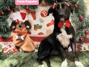 Cachorro raça Srd idade 1 ano nome Maia 
