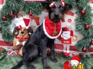 Cachorro raça Srd idade 7 a 11 meses nome Amora 