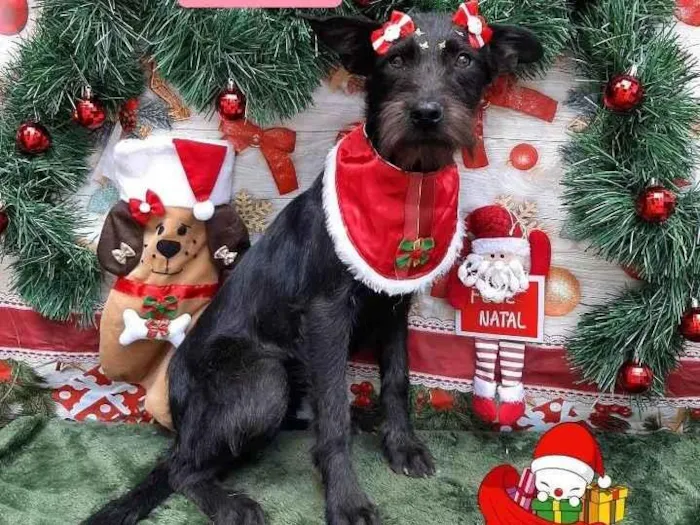 Cachorro raça Srd idade 7 a 11 meses nome Amora 