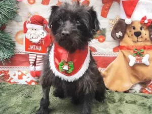 Cachorro raça Srd idade 1 ano nome Maike 