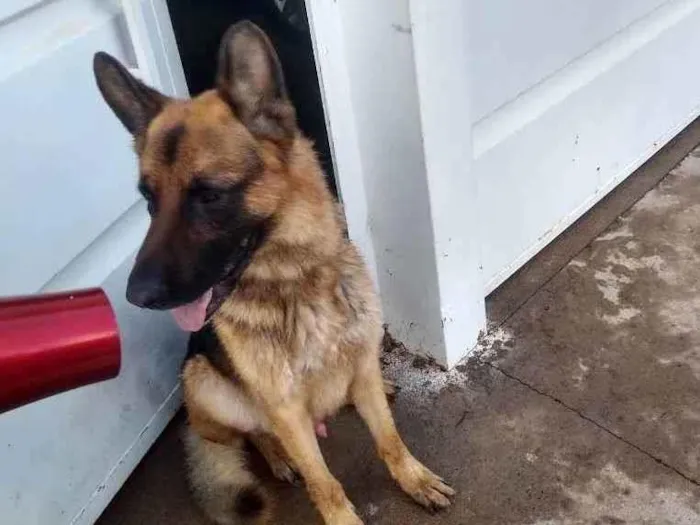 Cachorro ra a Pastor Alemão  idade 5 anos nome Thor 