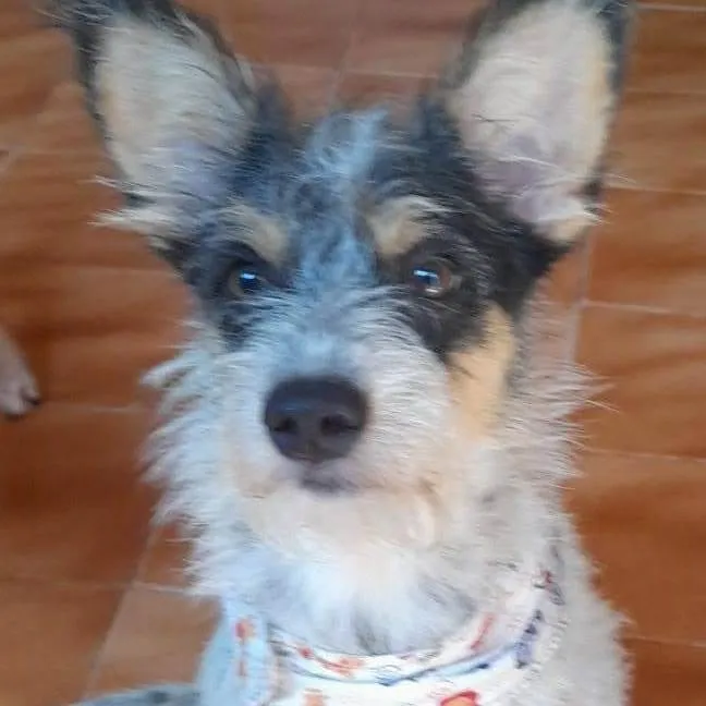 Cachorro ra a Srd idade 2 anos nome Stuart 