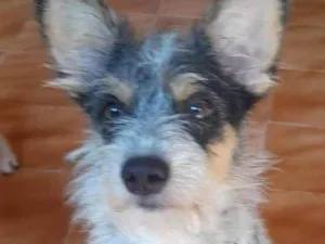 Cachorro raça Srd idade 2 anos nome Stuart 
