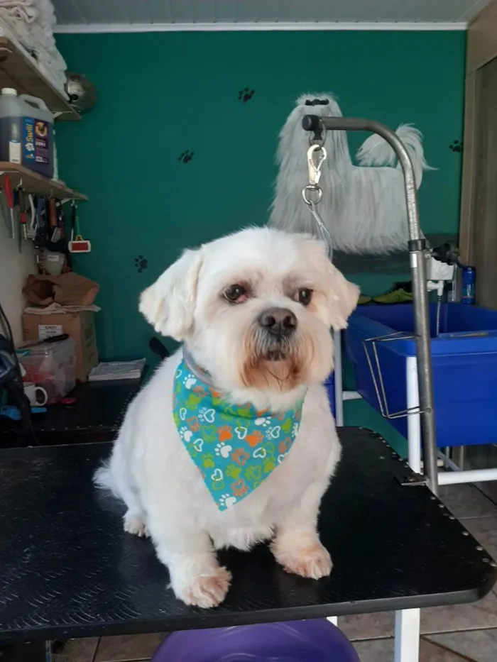 Cachorro ra a Lhasa idade 6 ou mais anos nome Benji