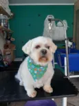Benji