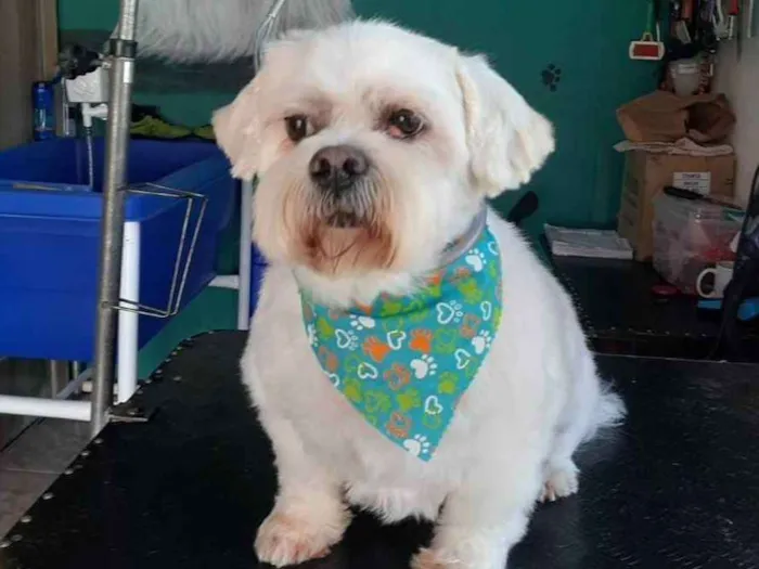 Cachorro ra a Lhasa idade 6 ou mais anos nome Benji