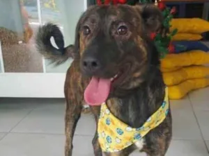 Cachorro raça Srd idade 1 ano nome Iron