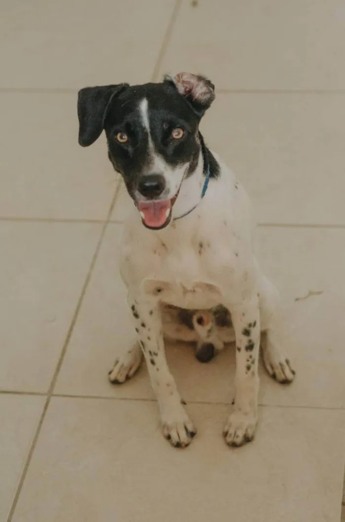 Cachorro ra a SRD idade 2 anos nome Pablinho