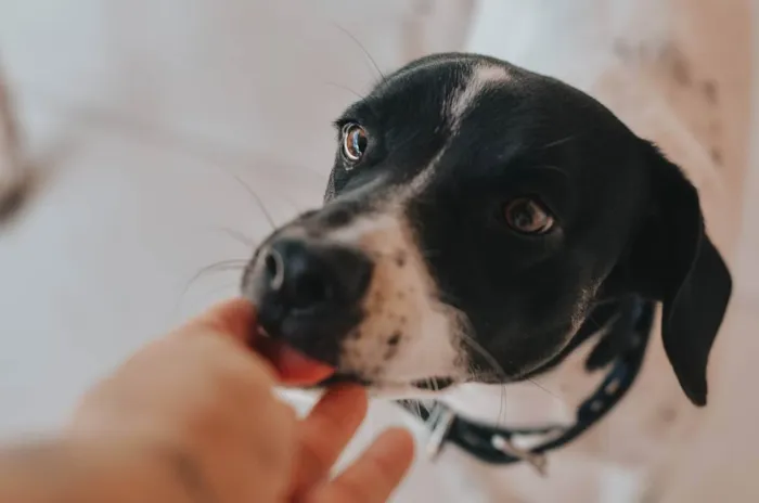 Cachorro ra a SRD idade 2 anos nome Pablinho