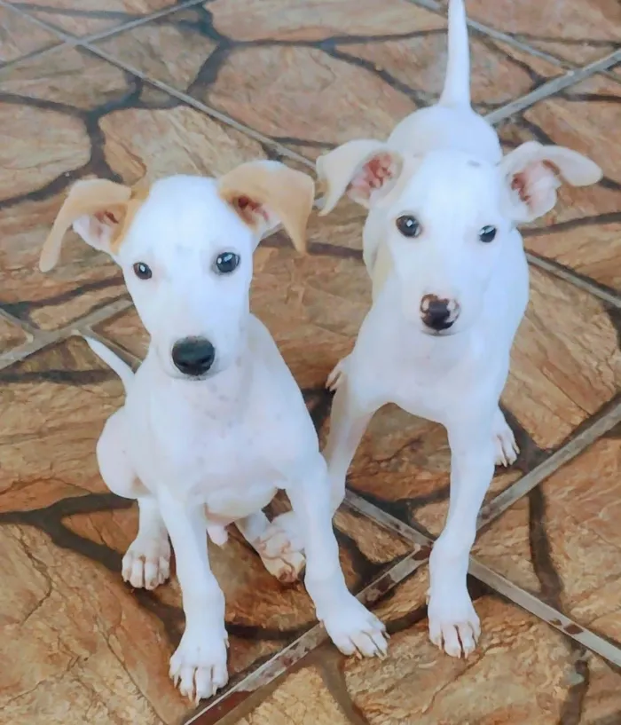 Cachorro ra a Mix fox paulistinho idade 2 a 6 meses nome Tom 