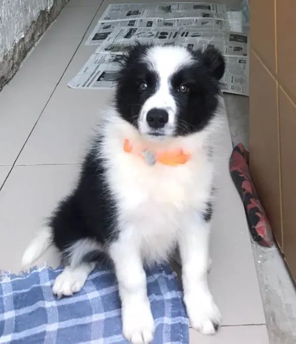 Cachorro raça BORDER COLLIE  idade 2 a 6 meses nome Flecha