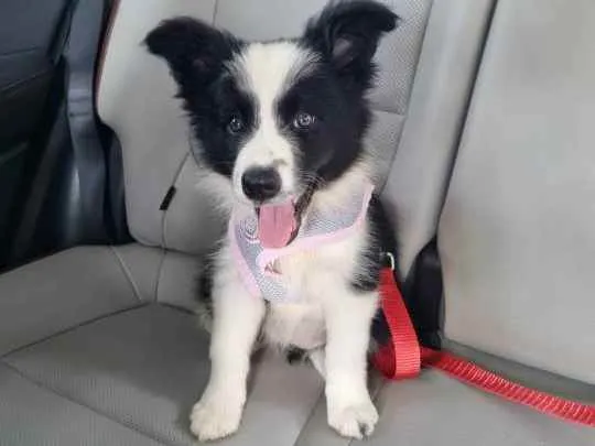 Cachorro raça BORDER COLLIE  idade 2 a 6 meses nome Flecha