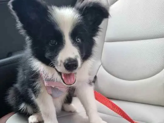 Cachorro raça BORDER COLLIE  idade 2 a 6 meses nome Flecha