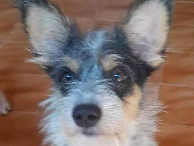 Cachorro ra a Srd idade 2 anos nome Stuart 